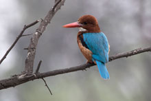 Птичный парк Бхаратпур