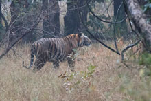 Индийский Тигр