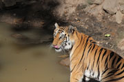 Тигры в Индии