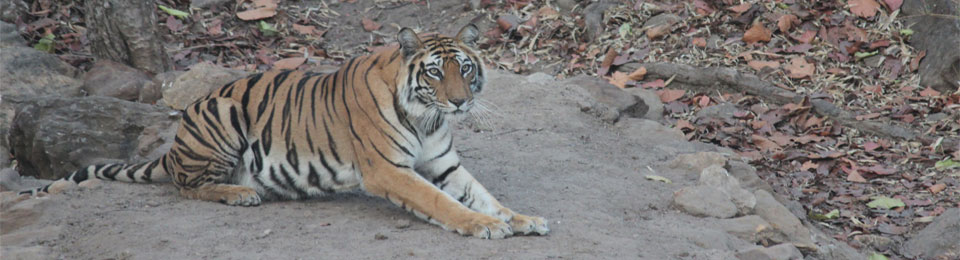 Тигр Тур в Индию